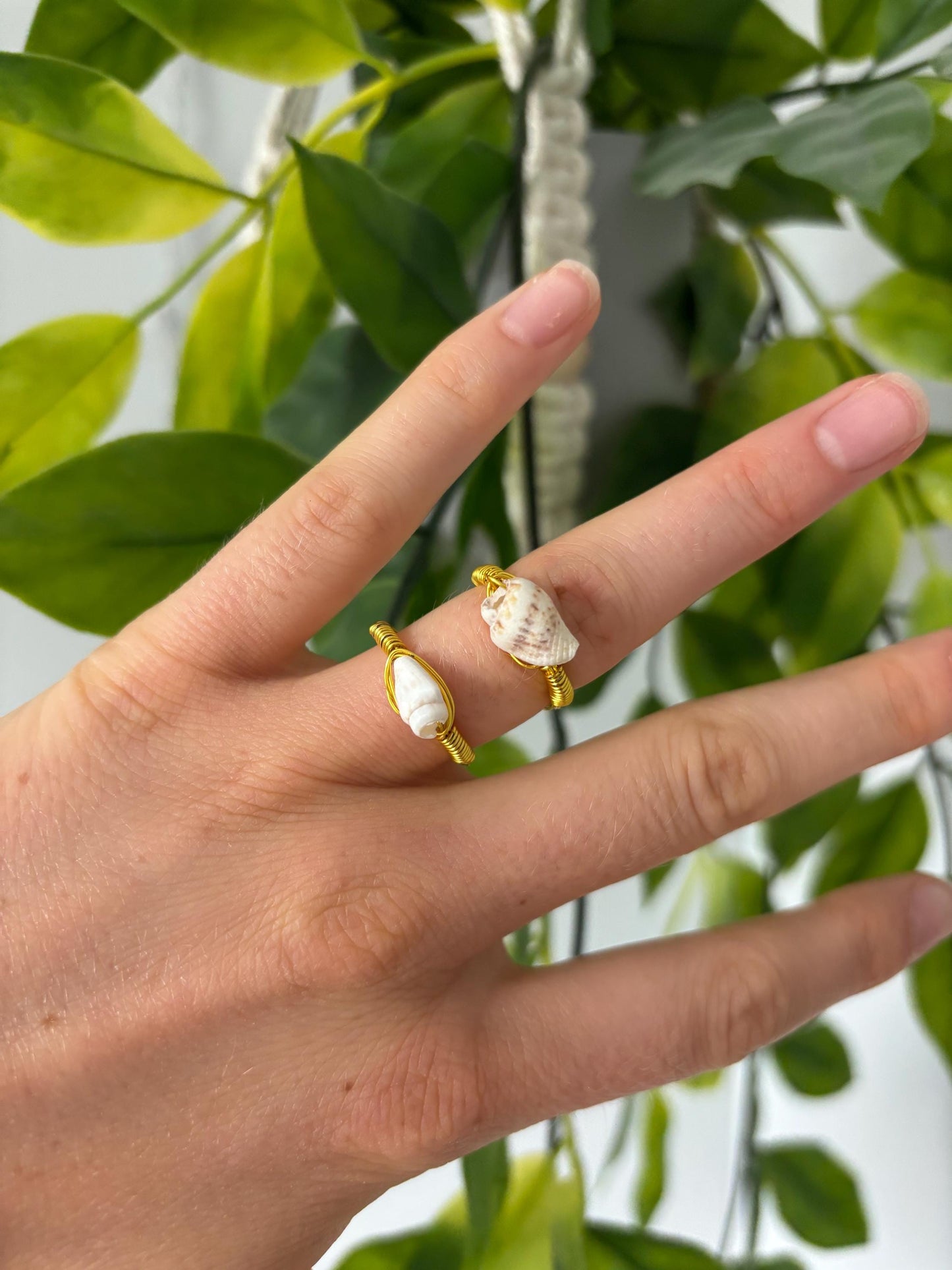 Shell Rings